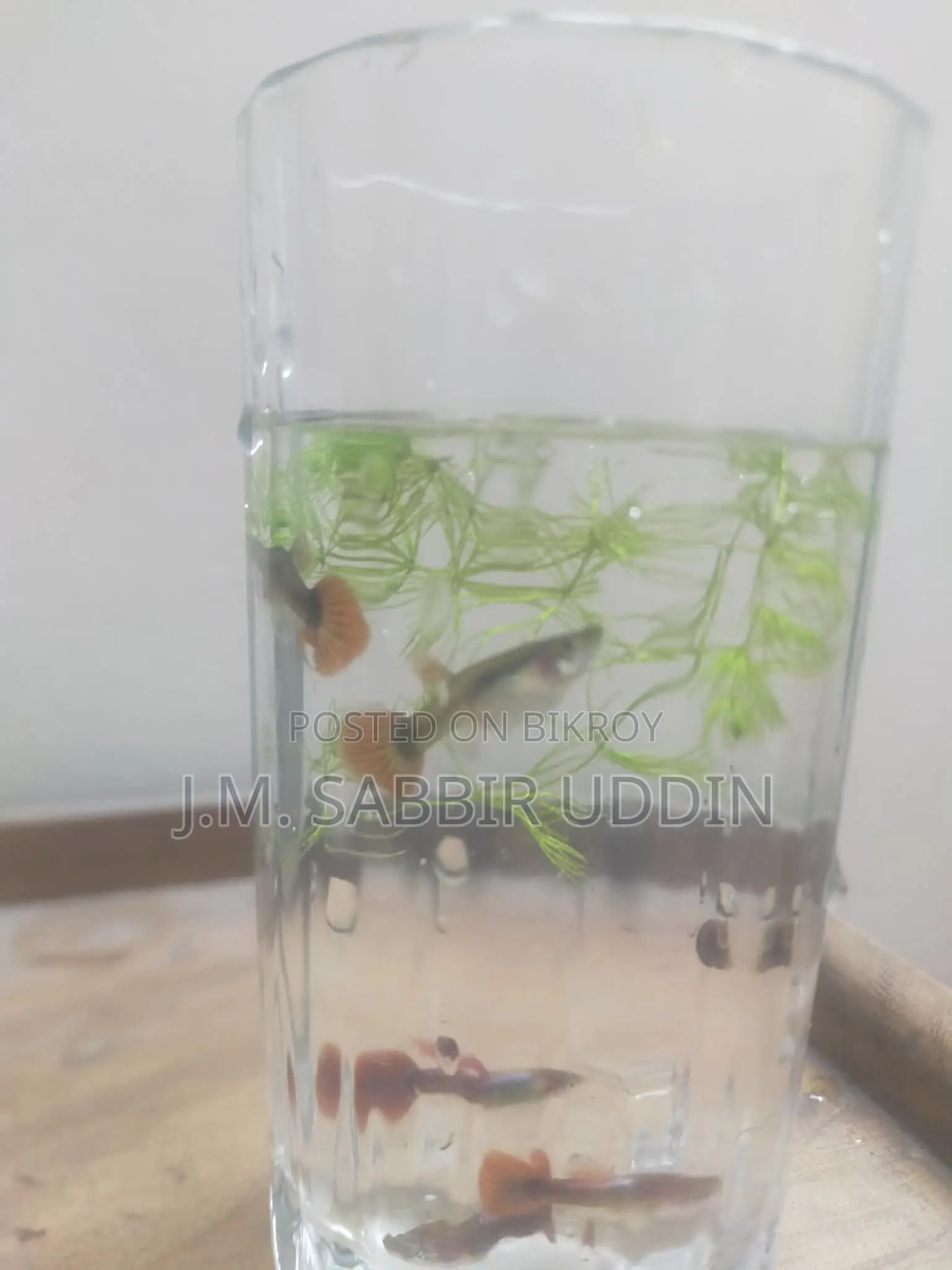 Full Red Rose Guppy