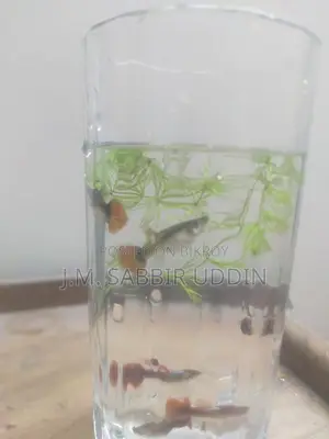 Full Red Rose Guppy