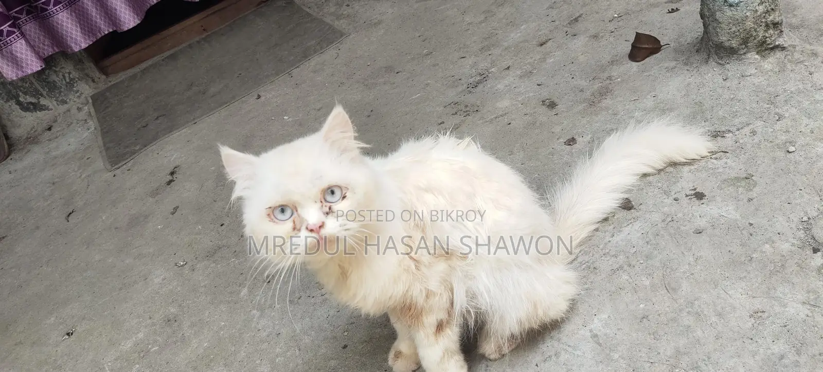 Adult Persian