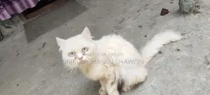 Adult Persian