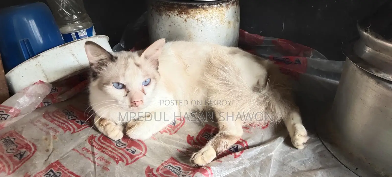 Adult Persian