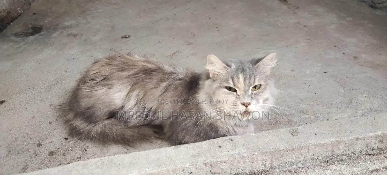 Adult Persian