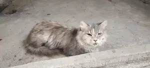 Adult Persian