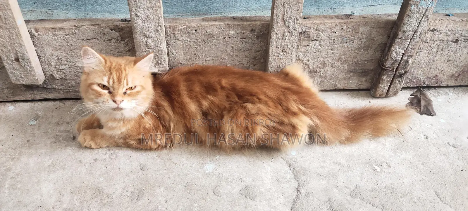 Adult Persian