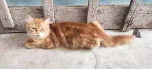 Adult Persian