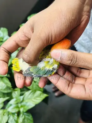 Lovebird Tame Size Baby