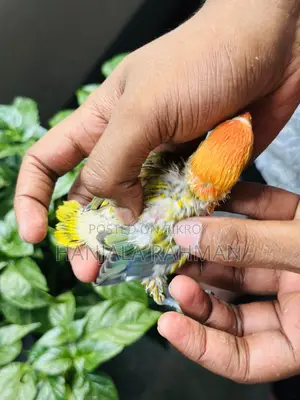 Lovebird Tame Size Baby