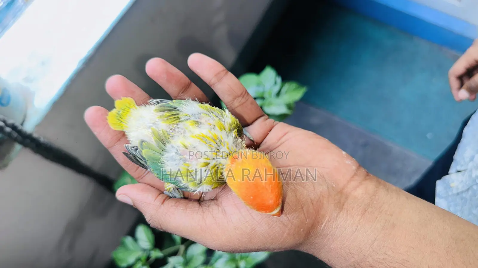 Lovebird Tame Size Baby