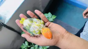 Lovebird Tame Size Baby