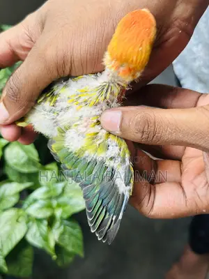 Lovebird Tame Size Baby