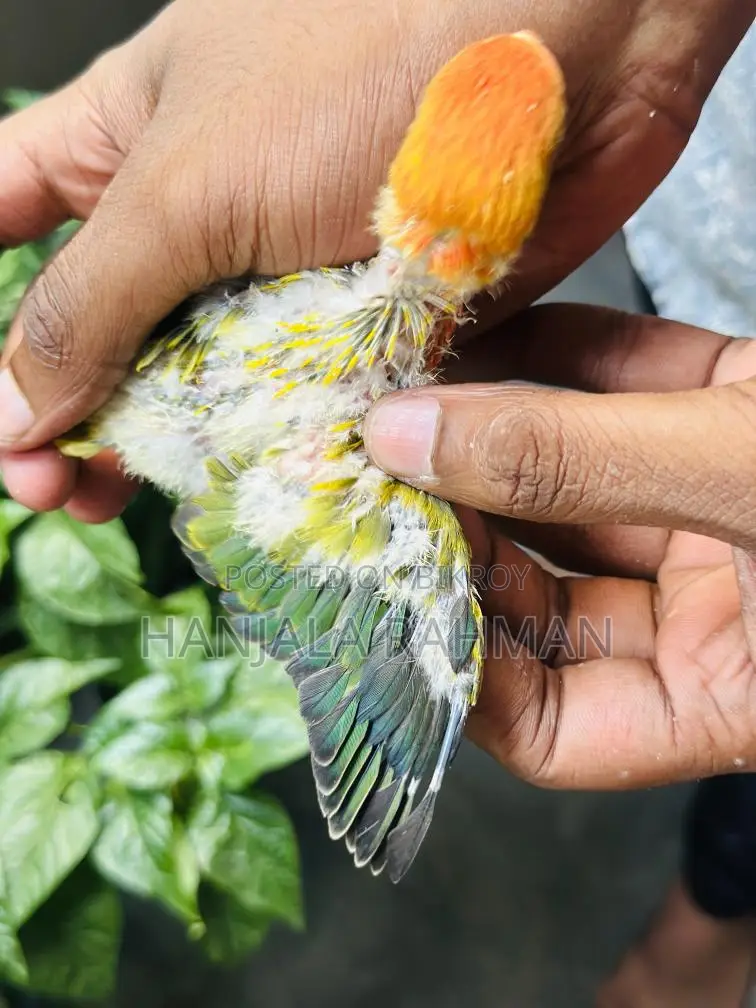 Lovebird Tame Size Baby