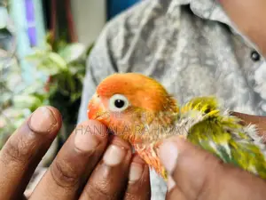 Lovebird Tame Size Baby