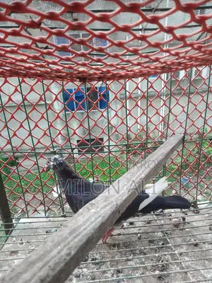 Homa Pigeon