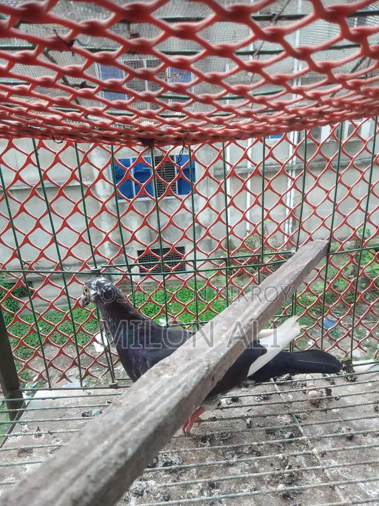 Homa Pigeon