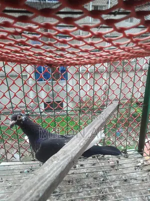 Homa Pigeon
