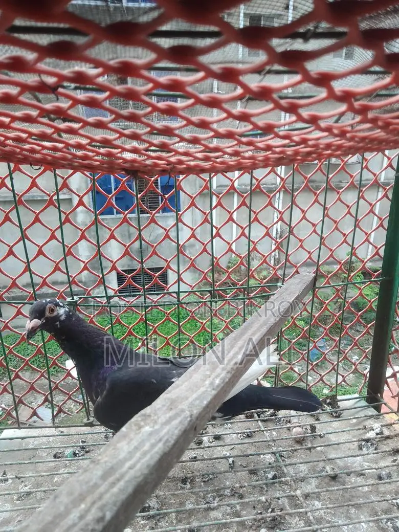 Homa Pigeon