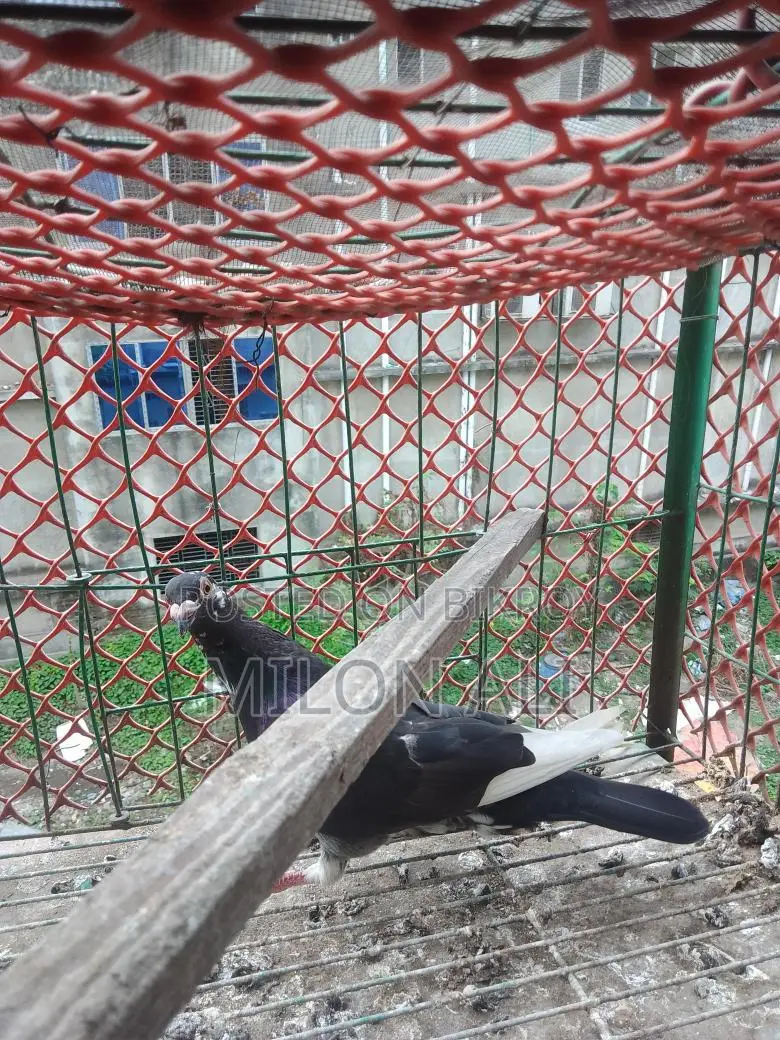 Homa Pigeon