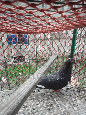 Homa Pigeon