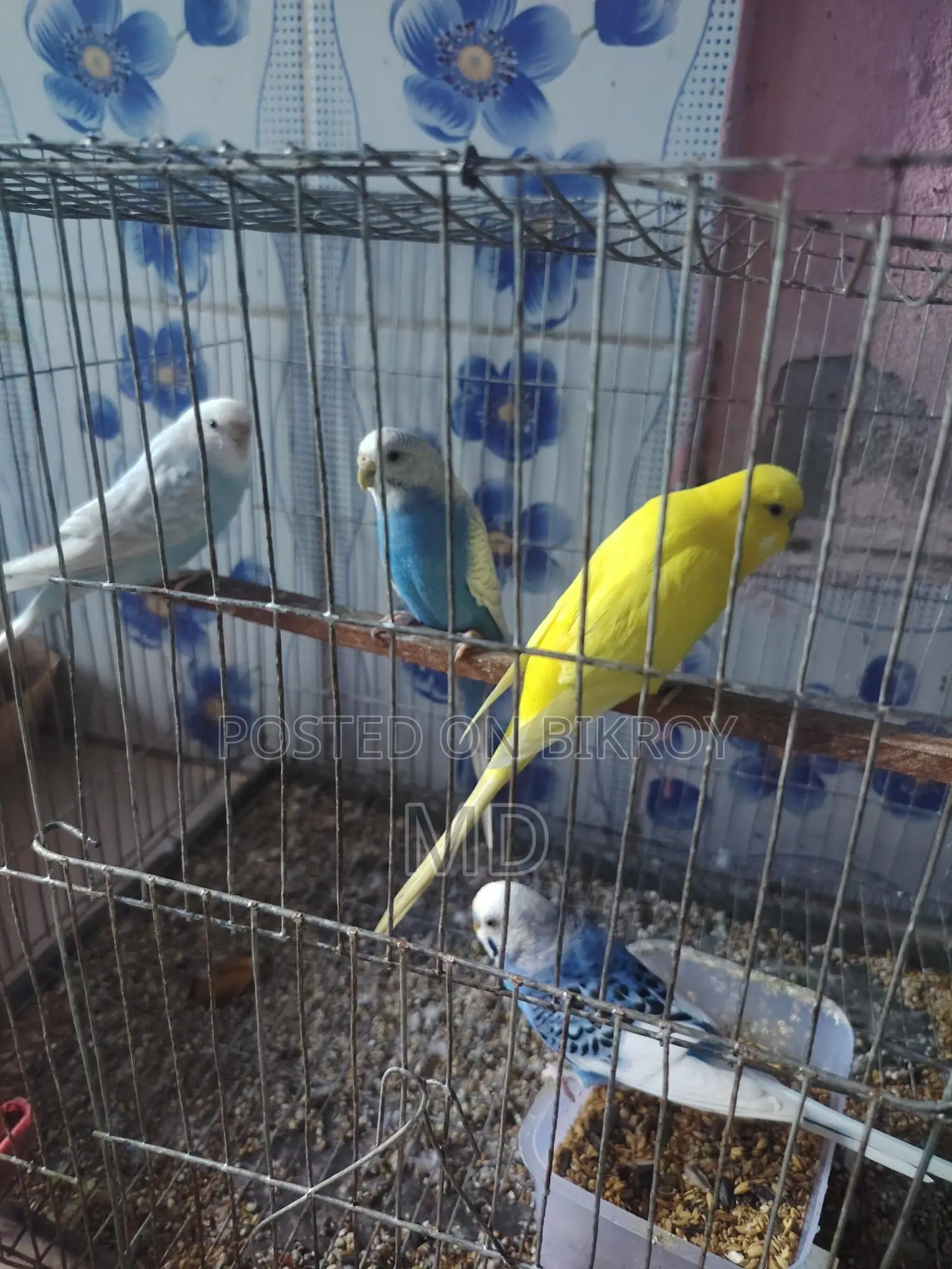 বাজিগর পাখি