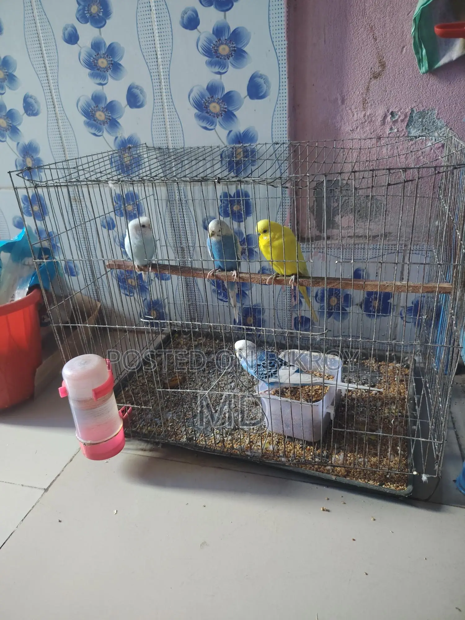 বাজিগর পাখি