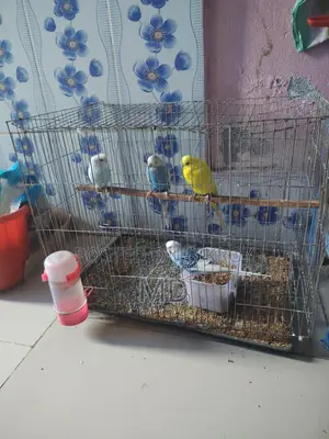 বাজিগর পাখি