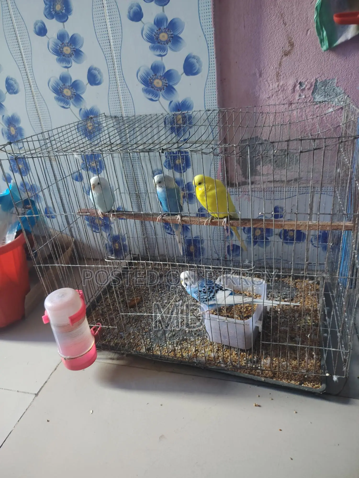 বাজিগর পাখি