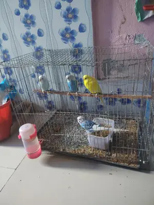 বাজিগর পাখি