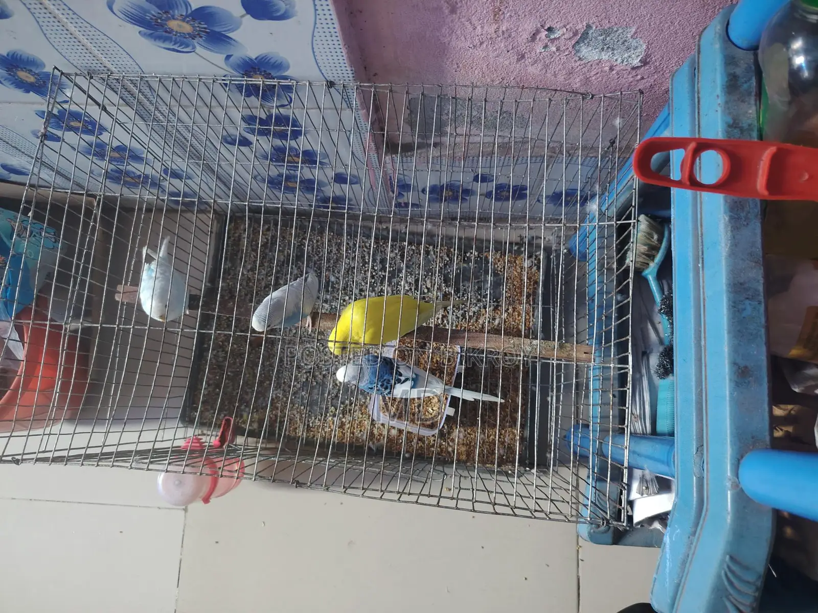 বাজিগর পাখি