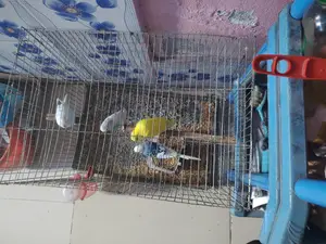 বাজিগর পাখি