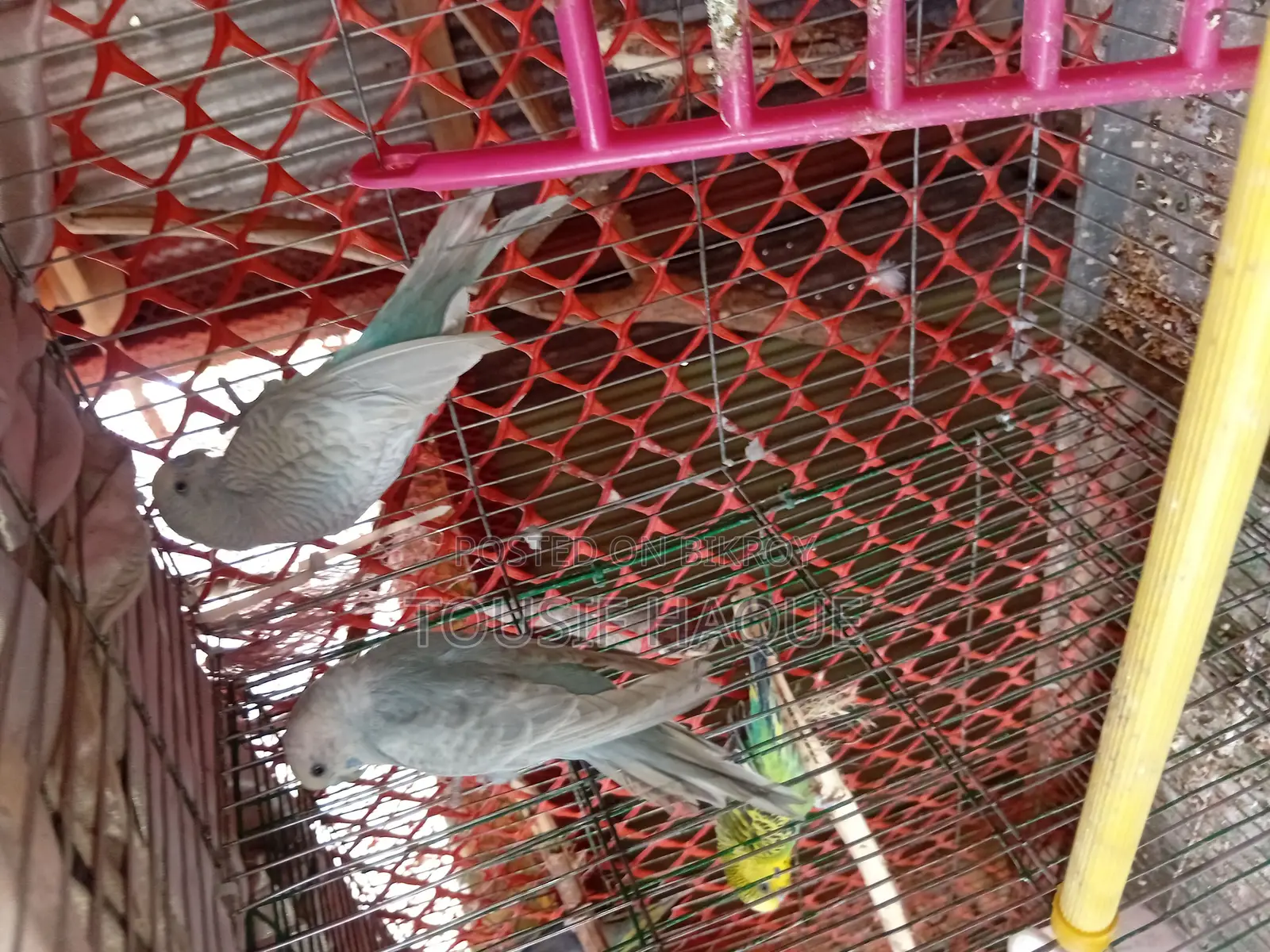 Adult Budgie Pair for Sale