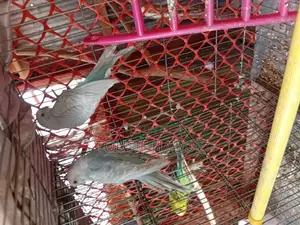 Adult Budgie Pair for Sale