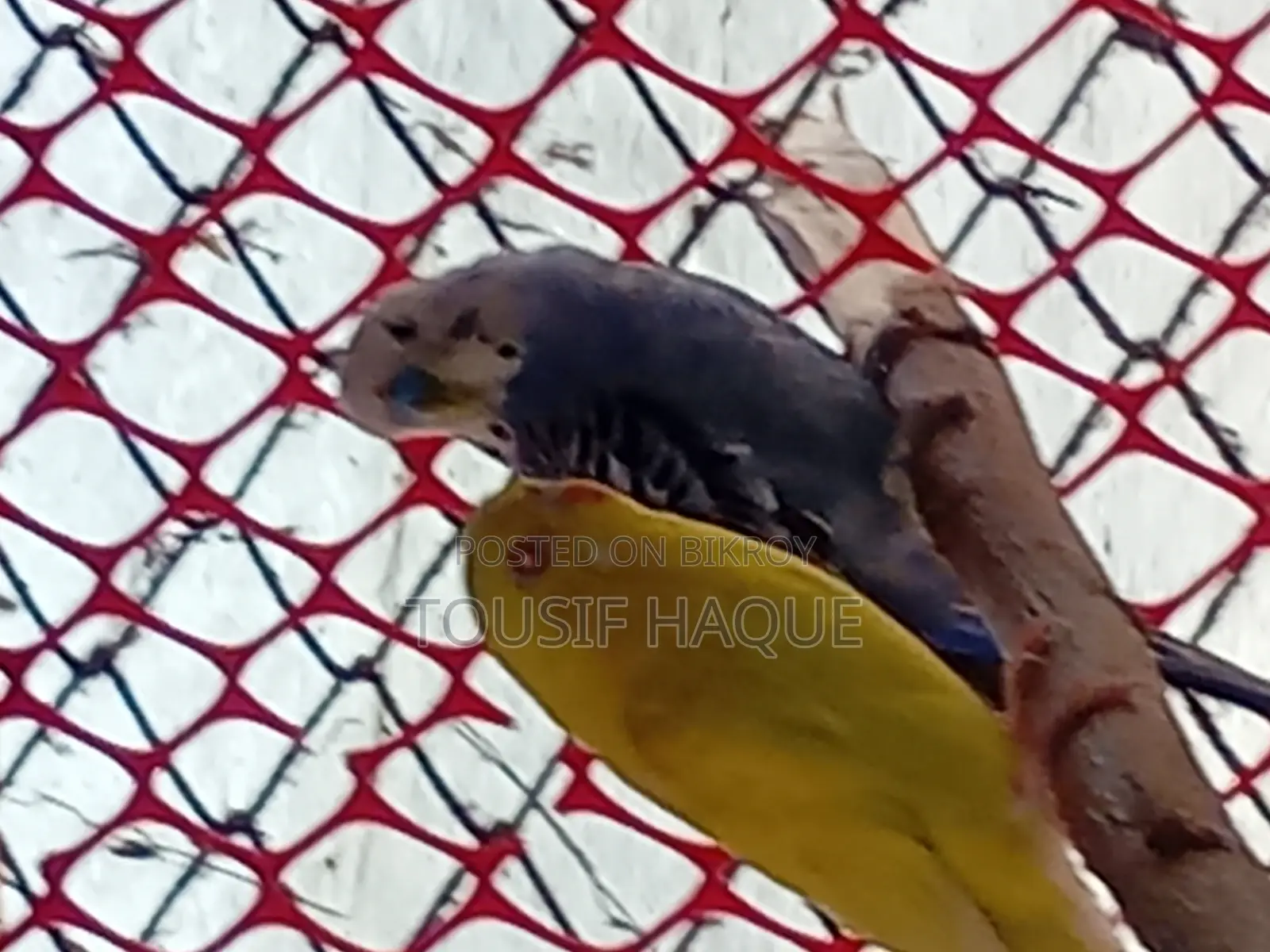 Adult Budgie Pair for Sale