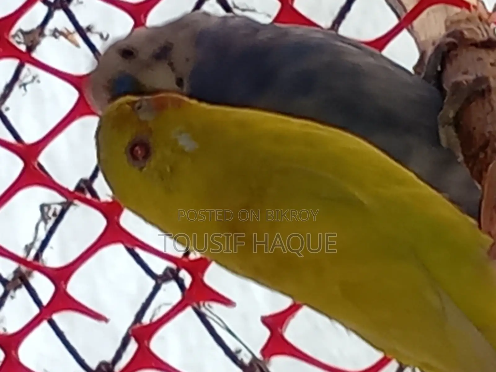 Adult Budgie Pair for Sale