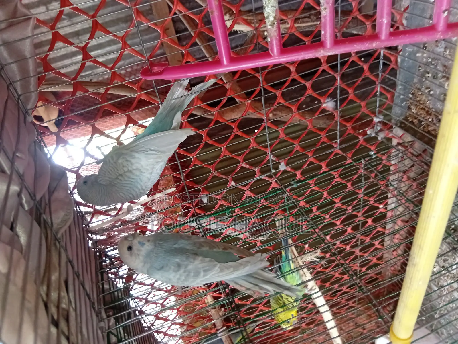 Adult Budgie Pair for Sale