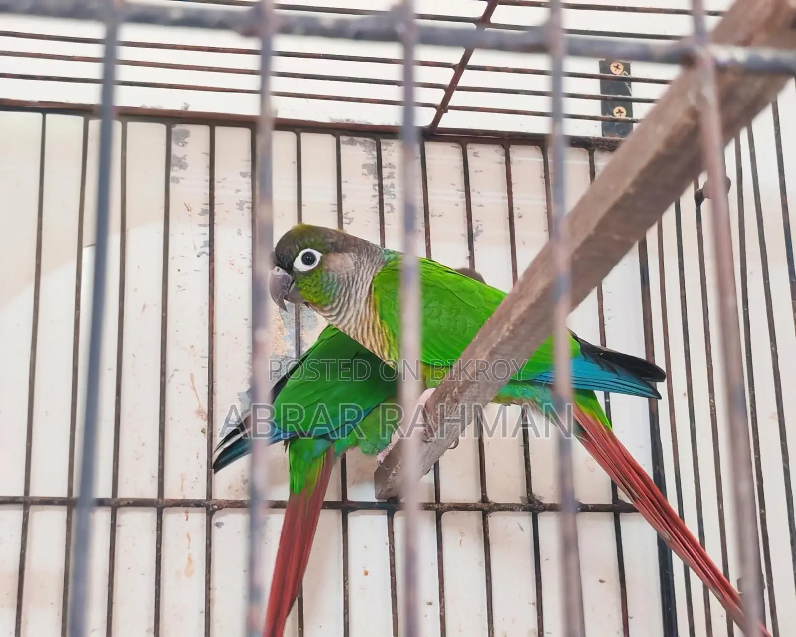 5pcs Conure