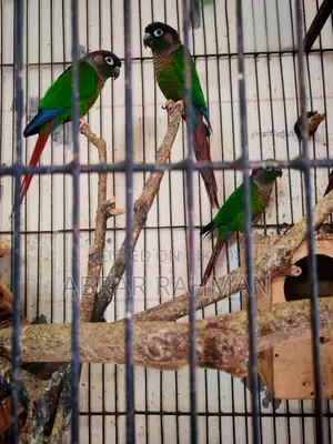 5pcs Conure