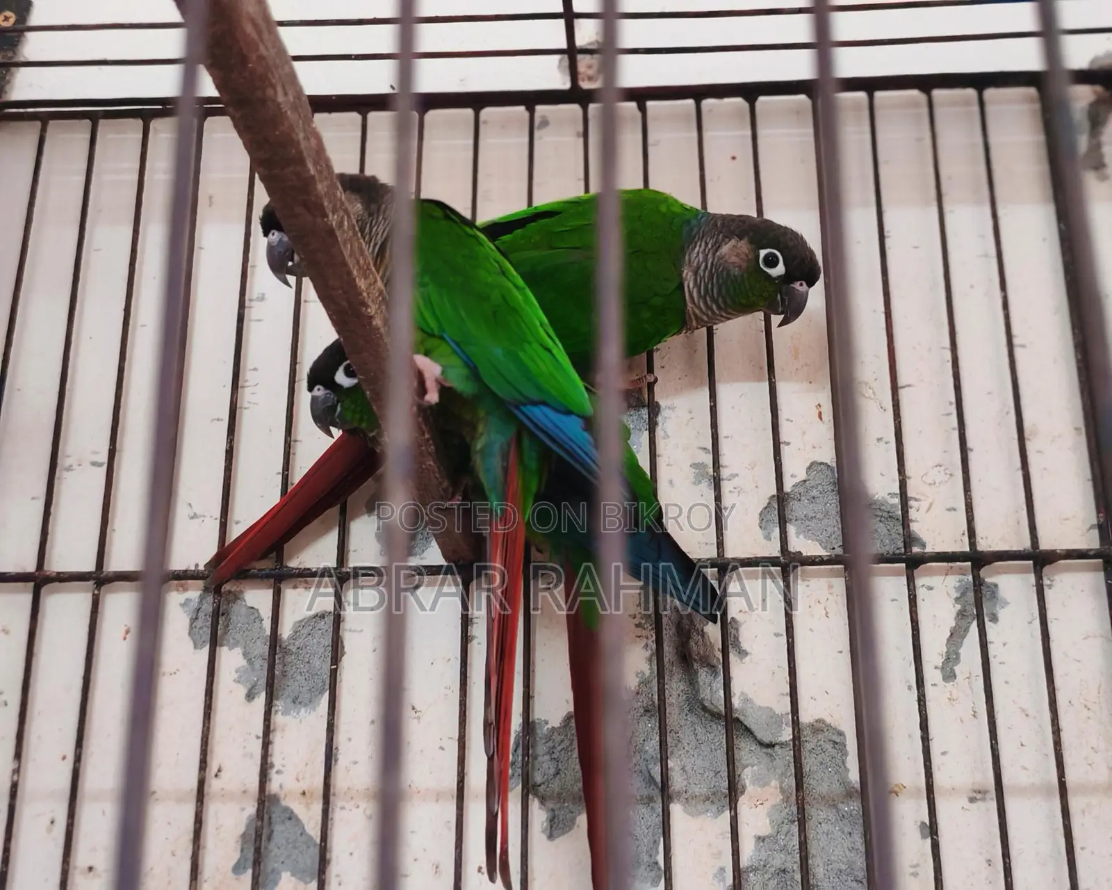 5pcs Conure