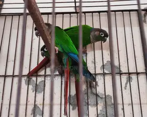 5pcs Conure