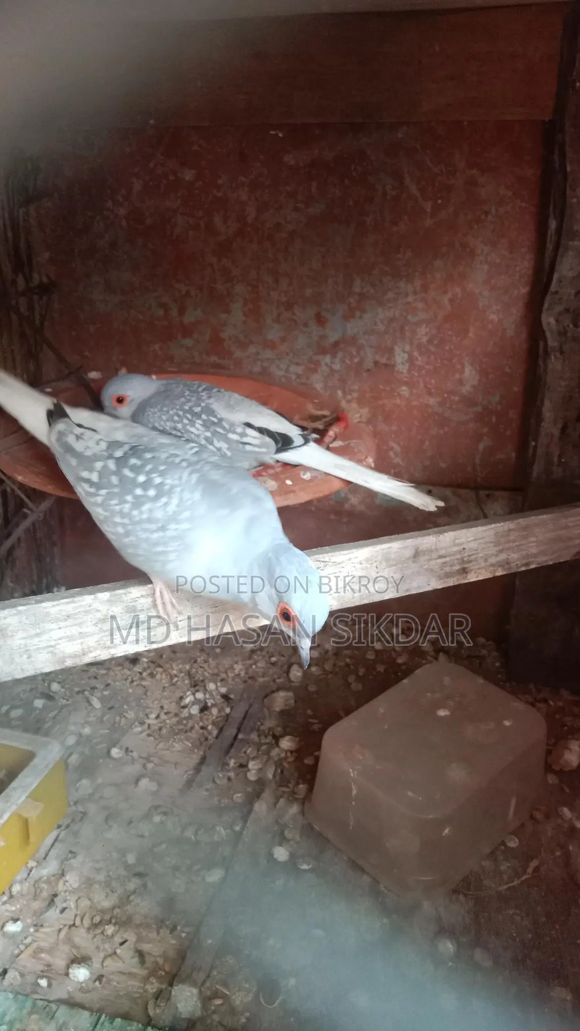 Diamond Dove.