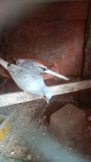 Diamond Dove.