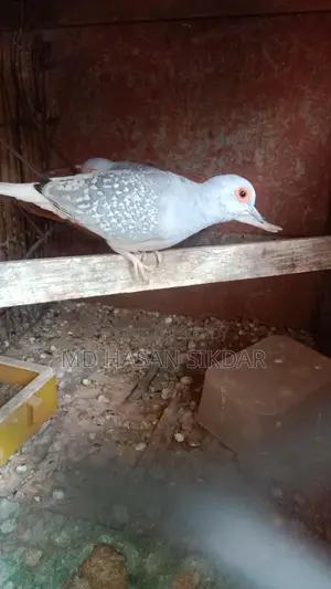 Diamond Dove.