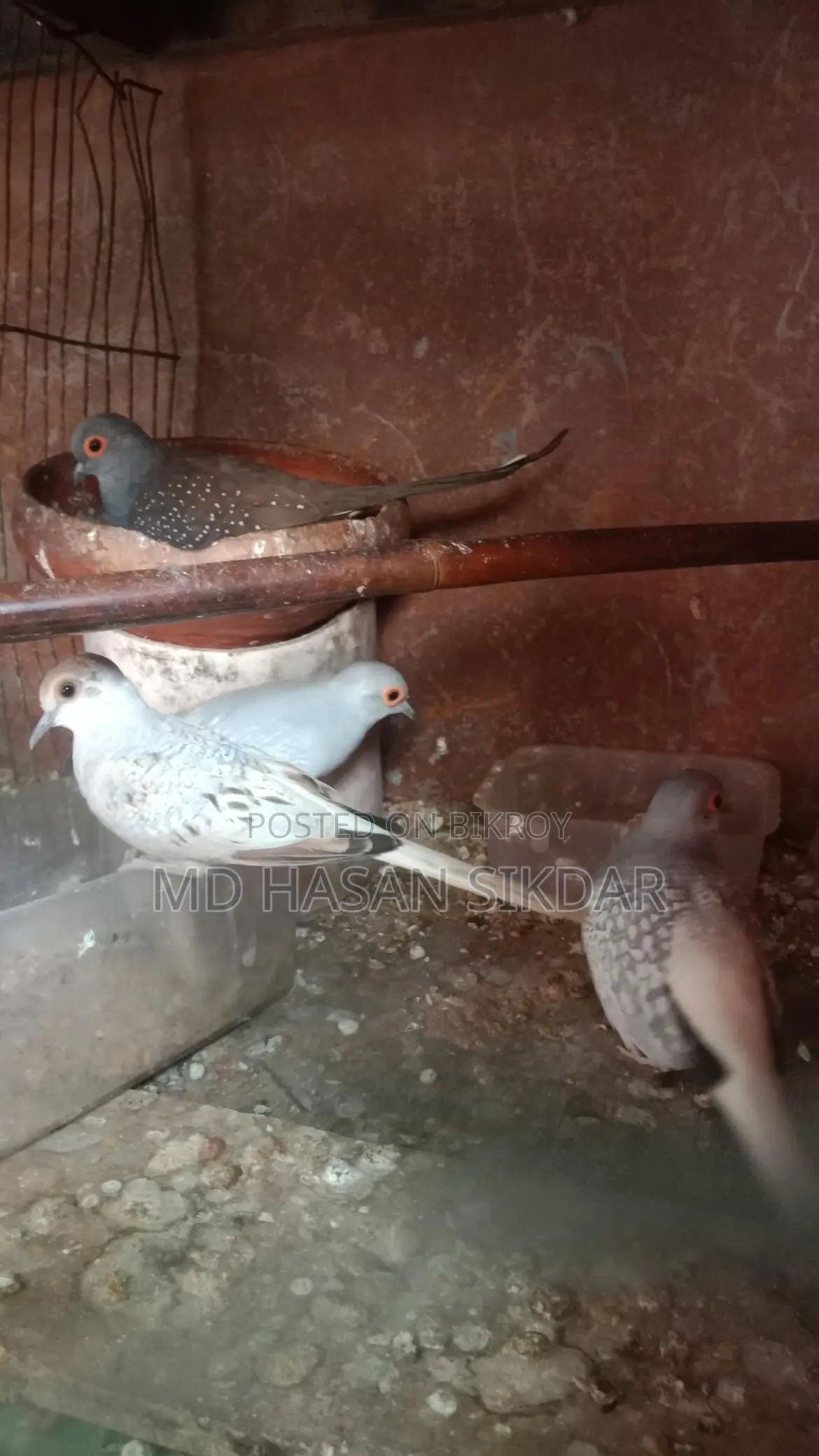 Diamond Dove.