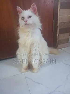 maine coon mix female