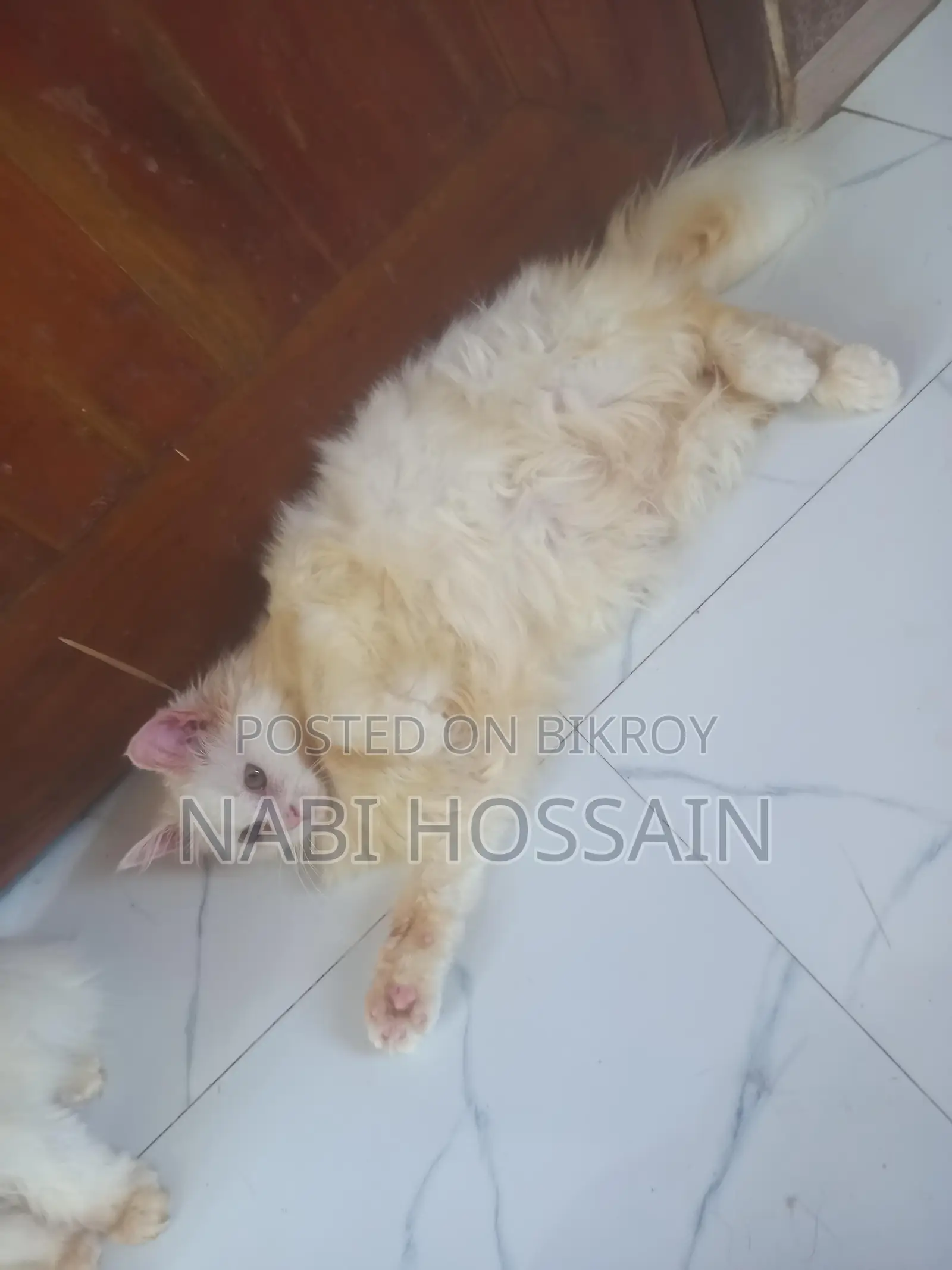 maine coon mix female
