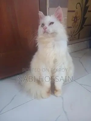 maine coon mix female