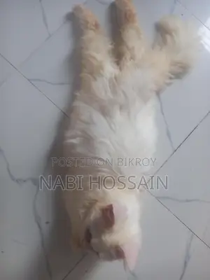 maine coon mix female