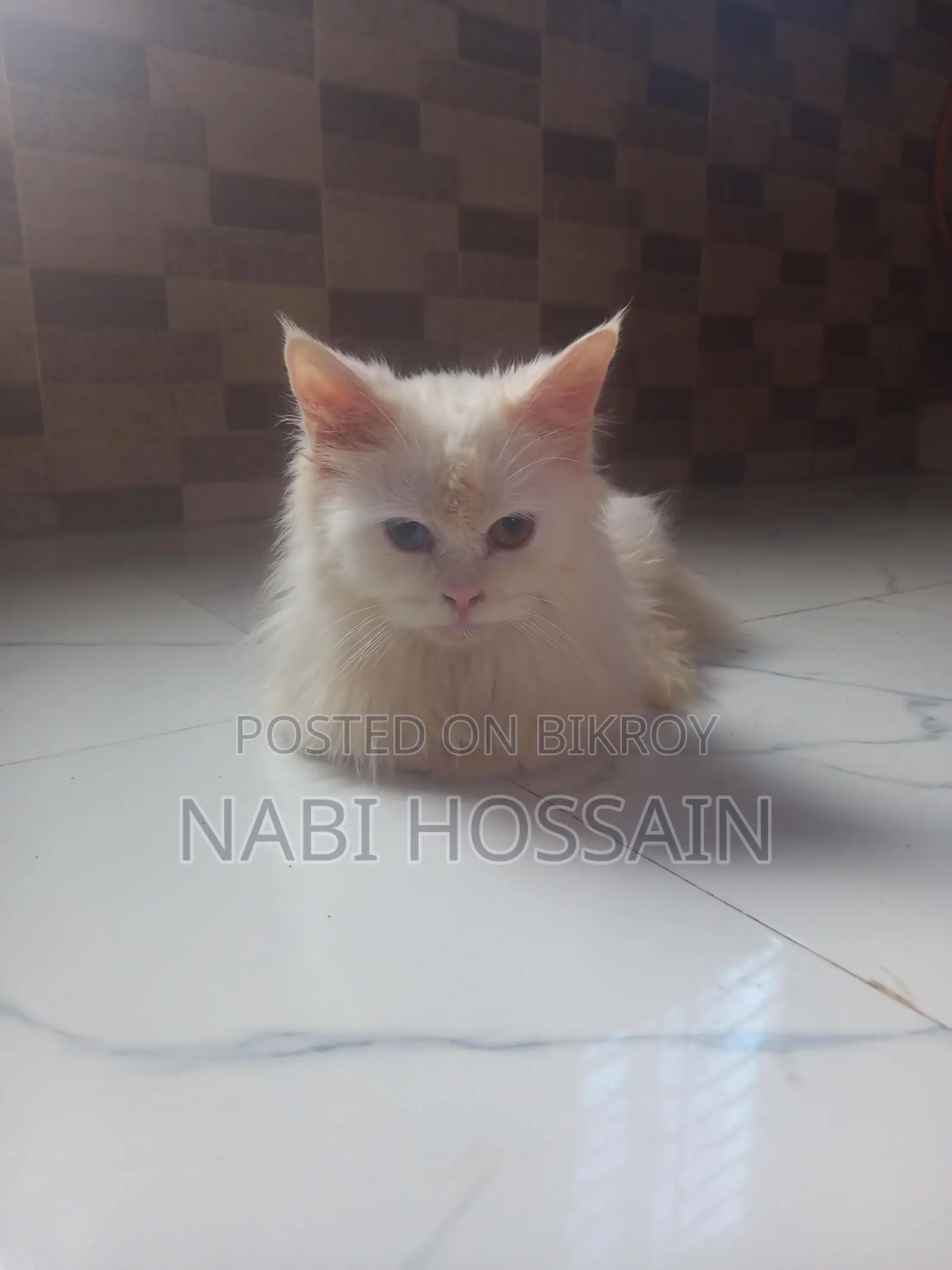 maine coon mix female