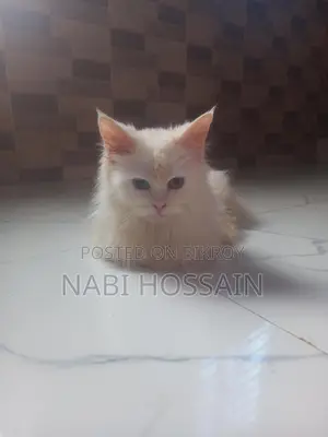 maine coon mix female