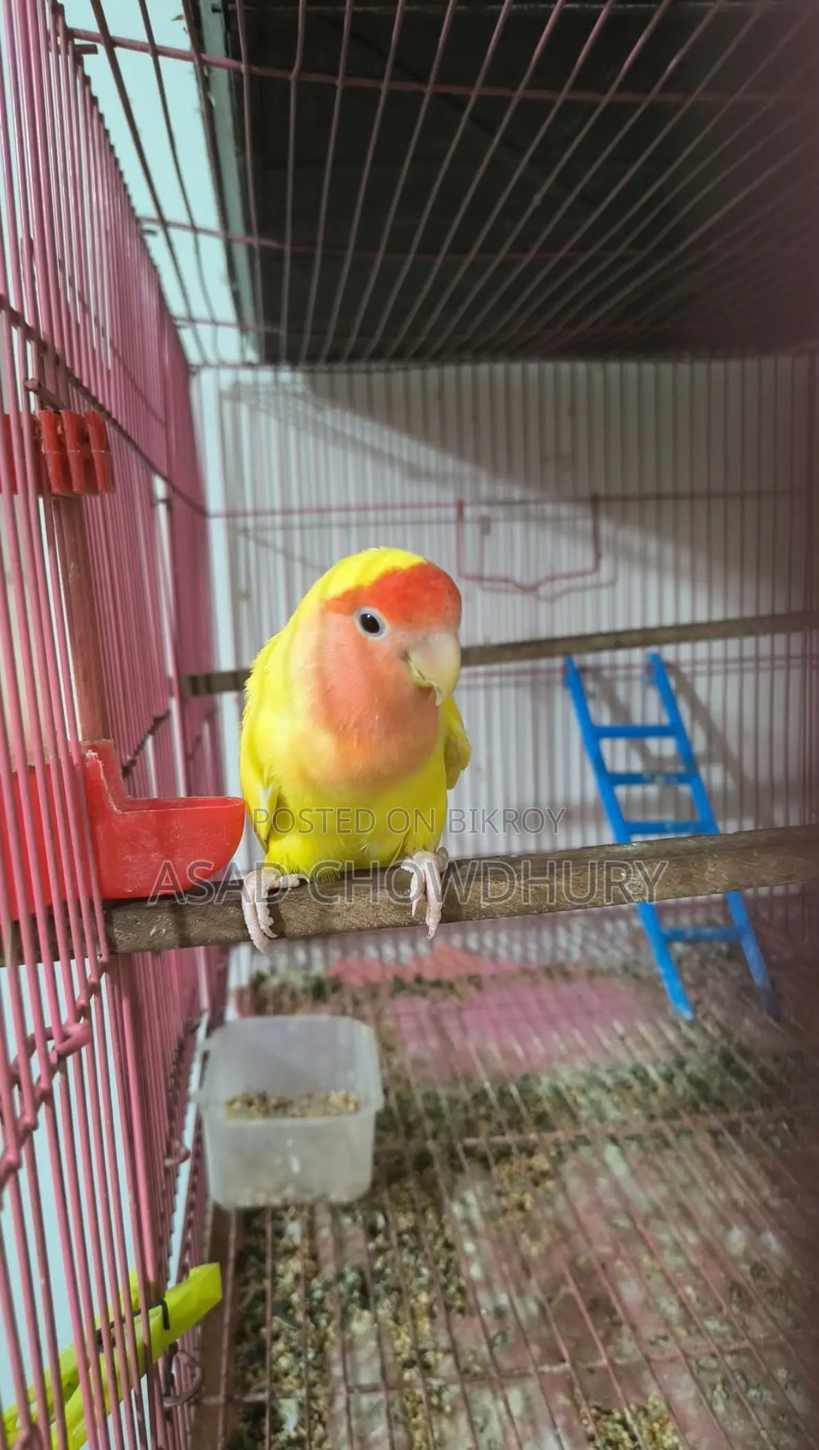 Adult Female Lovebird