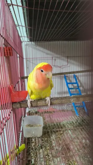 Adult Female Lovebird